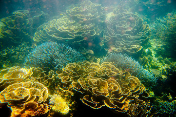 Ningaloo Reef - Coral Bay - Western Australia © Adwo