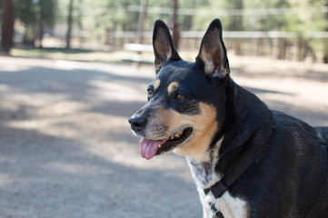 Annie at the dog park.