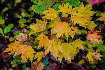 Spectacular Fall