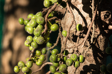 Ficus Hispida Linn or Ficus Tinctoria fruits