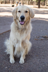Lion is a golden retriever striking a pose at the dog park