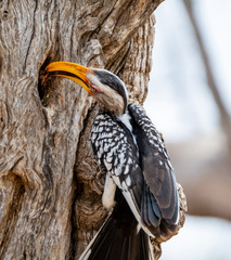 Yellow-billed Hornbill