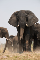 Fototapeta na wymiar Group of big elephants, Loxodonta africana.