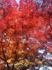 Fall foliage, the leaves change color, red autumn leaves from under the maple tree in Japan.