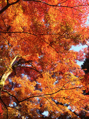 Fall foliage, the leaves change color, red autumn leaves from under the maple tree in Japan.