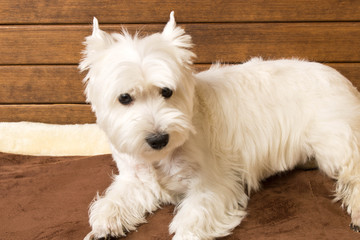 The West highland white Terrier sits against a wooden wall. Close up