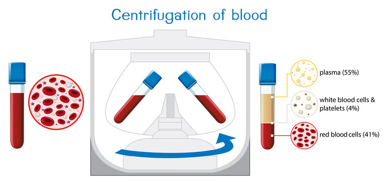 Centrifugation of blood diagram