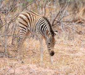 Fototapeta na wymiar Juvenile Burchell's Zebra