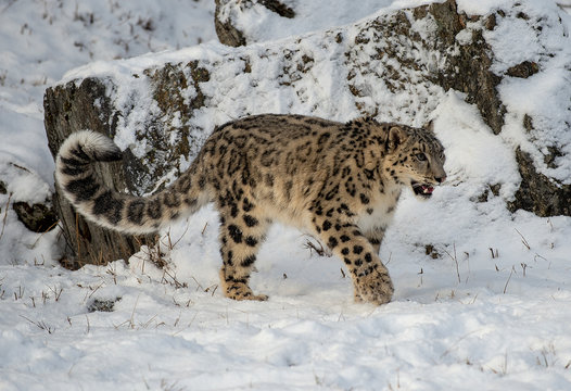 snow leopard yarn tail