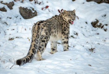 Obraz premium I have Teeth