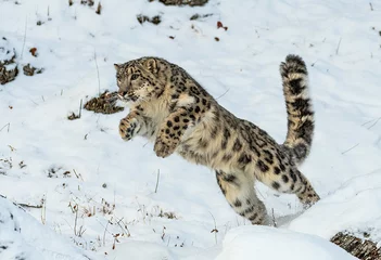 Papier Peint photo Lavable Léopard Saut de léopard des neiges