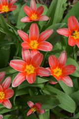 Fototapeta premium Red tulips, spring flowers in garden.