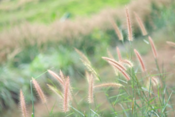 Beautiful grass like a dream born naturally in the mountains.
