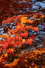 紅葉