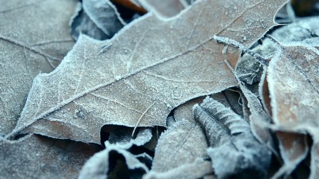 Lot of old dried withered leaves covered with white frost lies on the ground frosty cold day. Winter nature scene. Autumn and winte background.