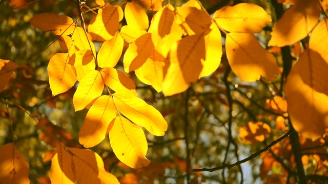 Yellow leaf on branch on background of blurred yellow leaves and blue sky close-up autumn day. Autumn Leaves swinging on tree. Beautiful autumn natural backdrop. Sunny warm autumn concept.
