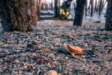 Shell in the Sand