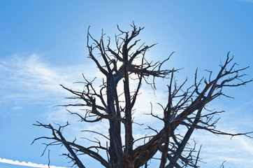 The tips of the old dead tree in the shining light of the desert. 