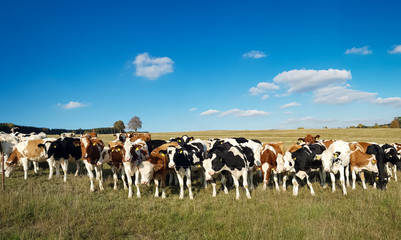 Fototapeta na wymiar panorama of cows on a farm under blue cloudy sky – cow on cow