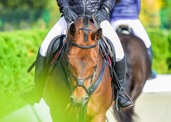Beautiful girl on sorrel horse in jumping show, equestrian sports. Light-brown horse and girl in...