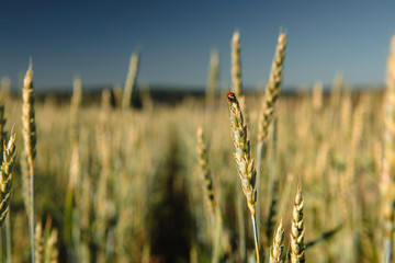 Fototapeta premium Wheat field with a ladybug and countryside scenery.
