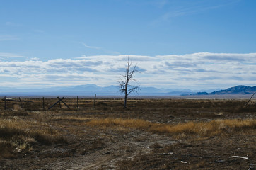 The old dead tree on the country side of the great basin light. 