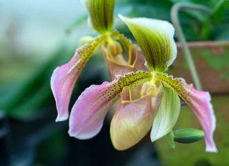 Wild lady slipper Orchid blooming beautiful, gentle aroma, pure ecstasy tourists wander