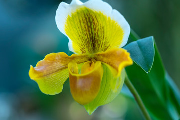 Wild lady slipper Orchid blooming beautiful, gentle aroma, pure ecstasy tourists wander