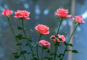 Roses blooming in the garden, this is the flower symbol of love just beautiful but many thorns
