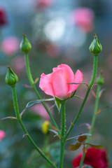 Roses blooming in the garden, this is the flower symbol of love just beautiful but many thorns