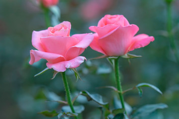 Roses blooming in the garden, this is the flower symbol of love just beautiful but many thorns