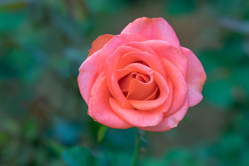 Roses blooming in the garden, this is the flower symbol of love just beautiful but many thorns