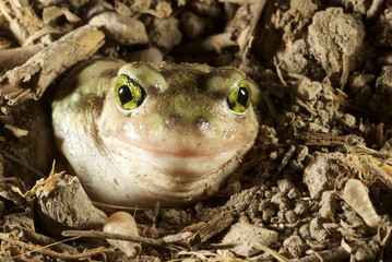 sapo rana toad