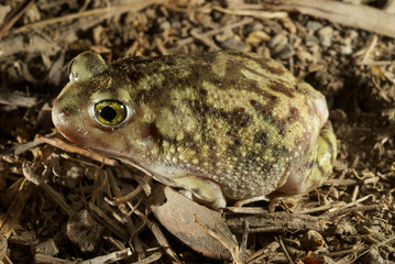 sapo anfibio