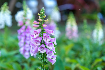 Obraz premium Digitalis or foxglove with mauve flowers with purple spots. Amazing flower background at festival in spring colorful bloom, beautiful blossom on branch of tree