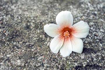 Spring paulownia flower