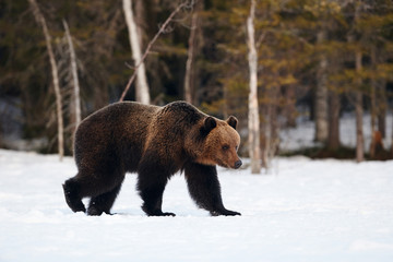 Obraz na płótnie Canvas Brown bear walking in the snow