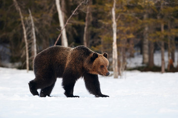 Brown bear walking in the snow