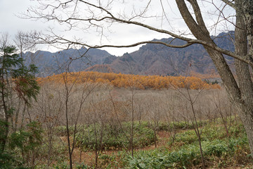 Beautiful autumn landscape the Japanese mountain with plants