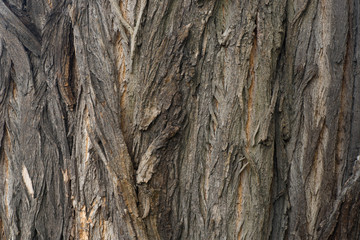 robinia tree bark tecture bakground
