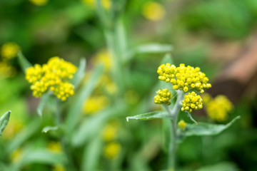 Chinese herbal medicine