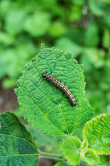 Castor wormwood / insect on green leaf