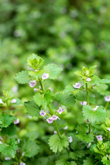 Glechoma/Chinese herbal medicine material