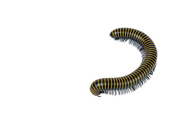 millipede/insect