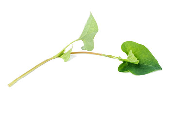 Vegetables/Chinese herbal medicine