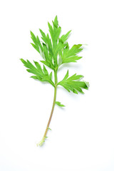 Fresh sage / wormwood