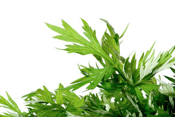 Fresh sage / wormwood