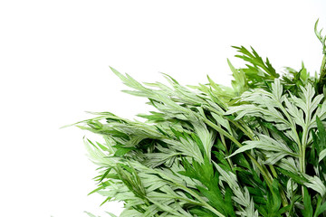 Fresh sage / wormwood