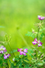 Ziyun Ying/Purple flowers/Hazy dreamy flower background