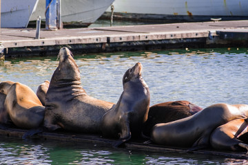 Fototapeta premium A group of sea lions resting on a wooden platform in the Moss Landing harbor, Monterey bay, California